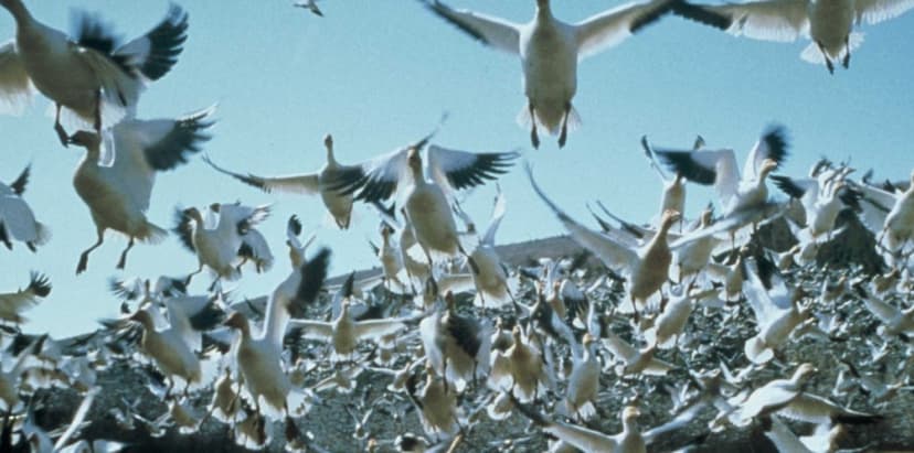 Image d'illustration pour Migration : les oiseaux attendent des vents favorables