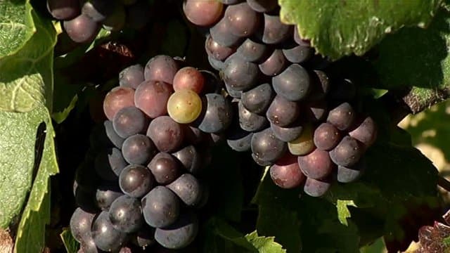 Image d'illustration pour Début des vendanges en Champagne 